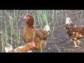 Vídeo de huevos ecológicos