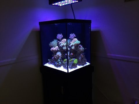 How To Start A Reef Tank Marineland 37 gallon Cube: Reef Build