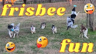 Frisby Fun