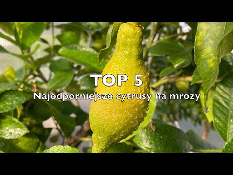 Odc. 91 - TOP 5 - Najodporniejsze cytrusy na mrozy. Do -25C !!!