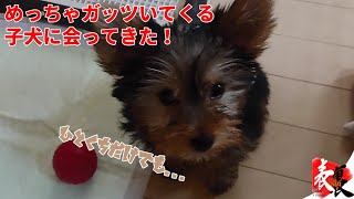 【実写動画】舐めまくる元気な子犬に出会った【TSC】