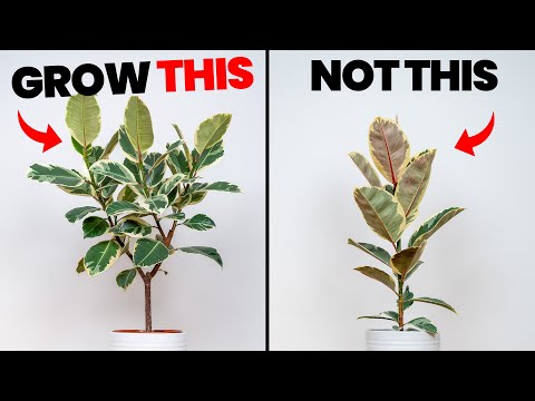 Sekret super krzaczastej rośliny kauczukowej