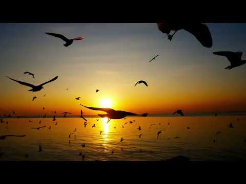 Признаться бы... / Стихи, песня Roman Lomkin / prog. Suno / Video Maxim Novak /