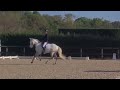Cheval Pur Sang Lusitanien, 164 cm, gris, 9 ans