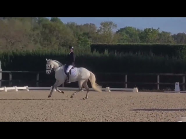 Cheval Pur Sang Lusitanien, 164 cm, gris, 9 ans