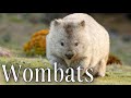 Things You Didn T Know About Wombats Wombats Look Like Real Life Ewoks