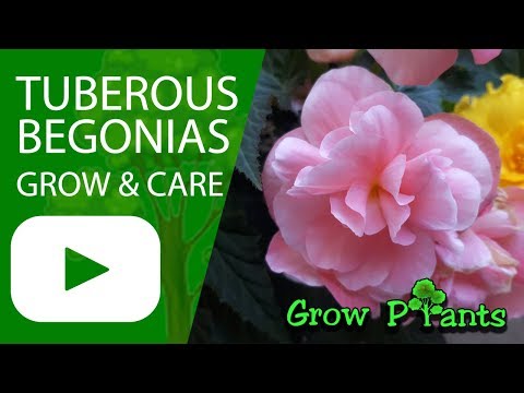 , title : 'Tuberous begonias - grow & care (Also as Houseplant)'