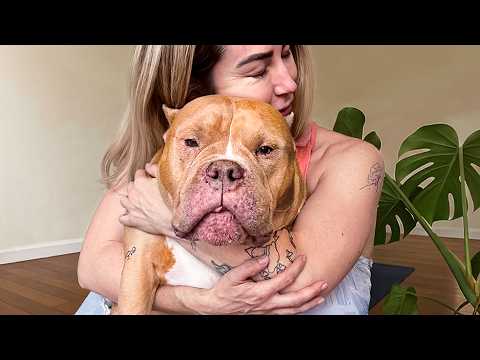 She Fostered a Shelter Pit Bull… Then Her Life Fell Apart