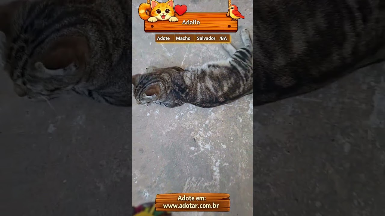 Gato raça SRD-ViraLata idade 2 anos nome Adolfo
