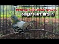 Suara Burung Sirtu Cipoh Gacor Memanggil Lawan Suara Situ Pikat Dan Pancingan Sirtu Gacor