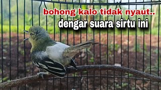 Download lagu Suara Burung Sirtu/Cipoh Gacor Memanggil Lawan || Suara Situ Pikat Dan Pancingan | Sirtu Gacor mp3