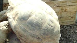 preview picture of video 'Asheboro, North Carolina. ZOO  -  Turtles 100 Old'