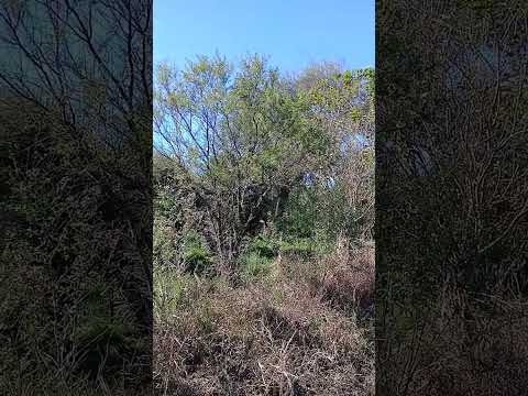 Maria Grande 2da. Camino al oeste hacia El Pingo. Dto. Paraba. Entre Rios. Parte 18