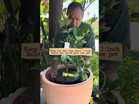 The Secret to Healthy Citrus in Containers Revealed!