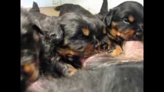 Hajdú Mihály Rottweiler Kennel