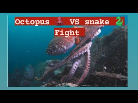 octopus vs snake/amazing fighting of octopus vs snake/who would win octopus vs snake fight
