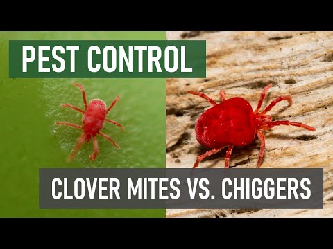 What’s the Difference Between Chiggers and Clover Mites?