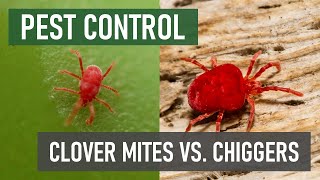 What’s the Difference Between Chiggers and Clover Mites?