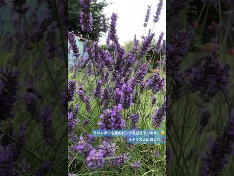 フランスの庭園にはどの植物が適していますか?プロヴァンスの小さな城のような空間を作るための 5 つ以上のアイデア  庭園