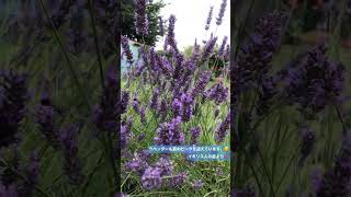 フランス＆イギリス　「癒しのラベンダー」☺️ 🇫🇷🇬🇧 夏の風物詩