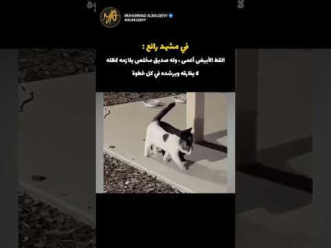 قط أعمى صديقه عوناً له دائماً #shorts