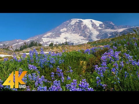 3 HOURS Mount Rainier Wildflowers 4K - Beauty of Alpine Nature and Relaxing Cricket Sounds