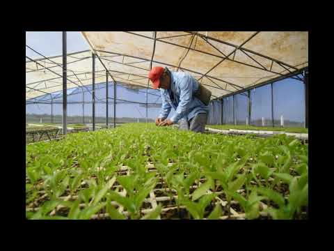 Casas de cultivo potencian producción de posturas y hortalizas en Yaguajay