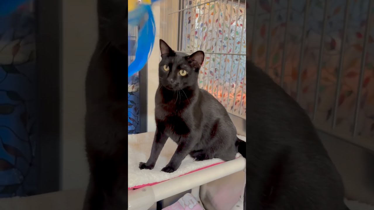 Enlarge Nero, a Adoptable Domestic Short Hair in Riverside, CA video 6/6