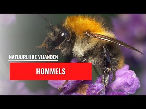 Hommels | Bestuiver