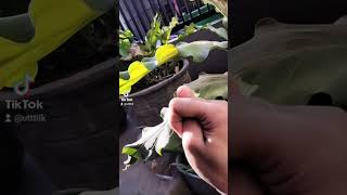 Download lagu lovely coffenely story' wa #youtubeshorts #youtube #storywa mp3