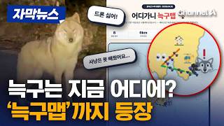 '늑구' 수색 장기화되자 시민 자체 추적 '늑구맵' 등장 [자막뉴스] / 채널A