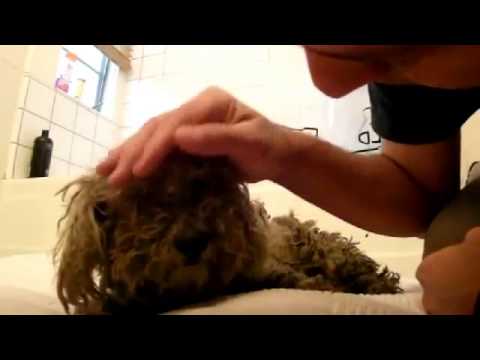download lagu mp3 mp4 Animal Angels, download lagu Animal Angels gratis, unduh video klip Animal Angels