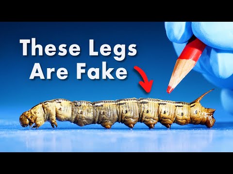 Everything You Didn't Know About Caterpillars