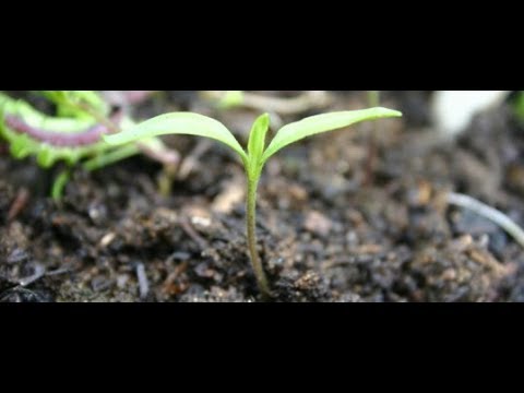 , title : 'How To Transplant Capsicum Seedlings? || Transplanting Capsicum Seedlings To bigger Pots'
