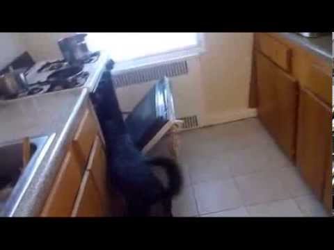 Hund legte ein Baby in den Backofen!