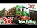Tree Felling in the Snow ❄️🌲 | Tractor Ted Shorts | Tractor Ted Official Channel
