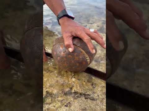 You Won’t Believe What’s Inside This Giant Bailer Shell!