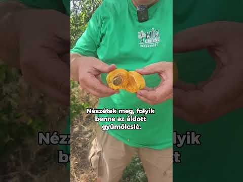 Miért érdemes házikertben gyümölcsöt termeszteni? videó