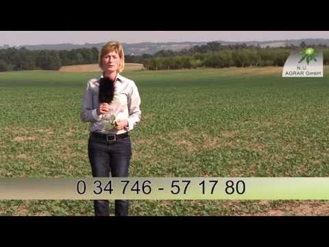 52. Fedlexkursion: Raps schwächelt - NU Agrar, 28.09.2016 (oilseed rape, Brassica napus)