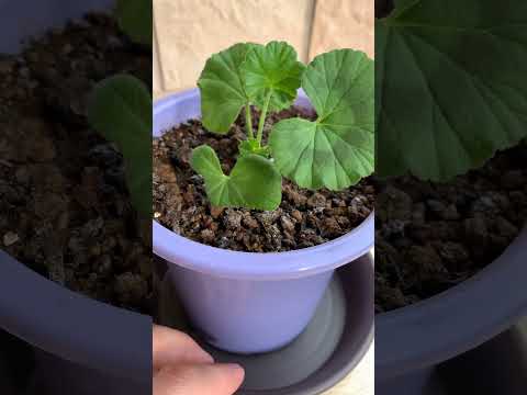 ゼラニウムをいつ地面に植えるのですか？どこに表示するのですか?それらを維持するにはどうすればよいでしょうか?  庭園