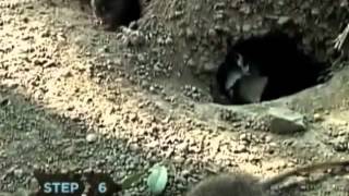 wowchi rat psycho tommy lee remix 2012