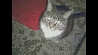 My Christmas Baby Tigger (RIP)