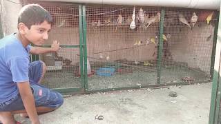 Birds Releasing || India || India Domestic Birds || Birds || Birds Transfer Small Cage to Aviary