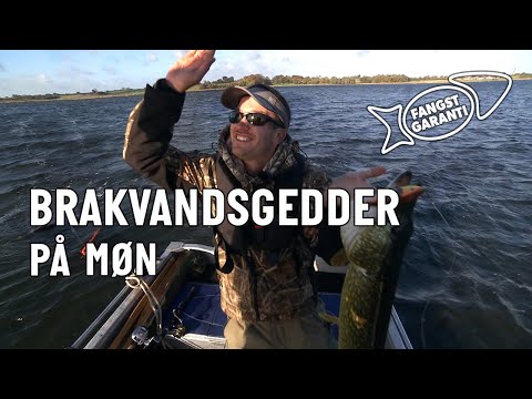 På Stege Nor efter brakvandsgedder med Fangstgaranti