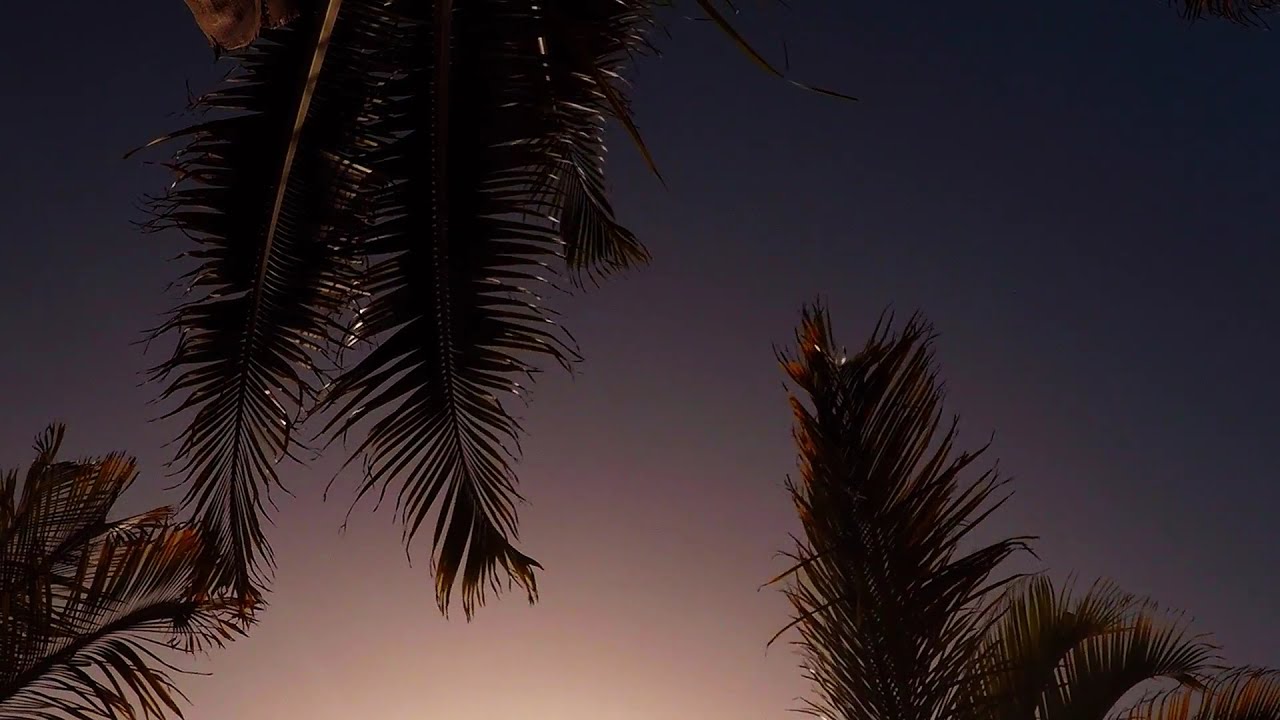No Copyright Video - Palm Tree Sunset - Slow Motion