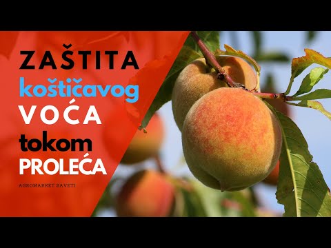 Zaštita koštičavog voća