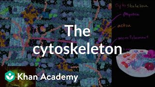 The cytoskeleton | Structure of a cell | Biology | Khan Academy