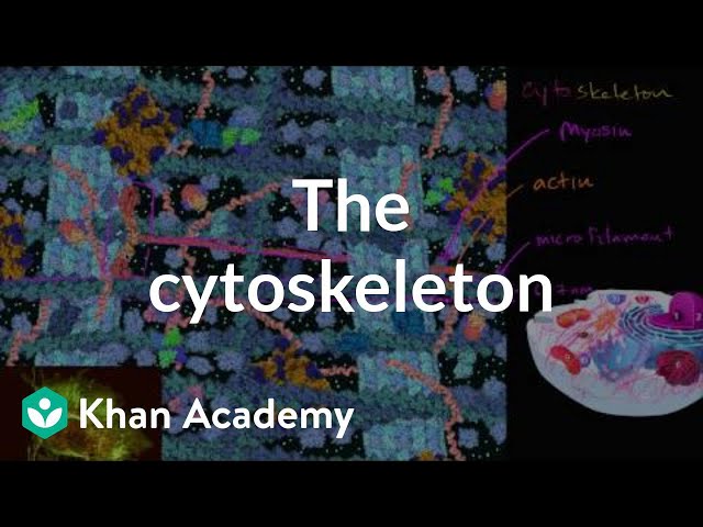 הגיית וידאו של cytosol בשנת אנגלית