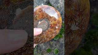 Amonit Cleoniceras řezy 450g
