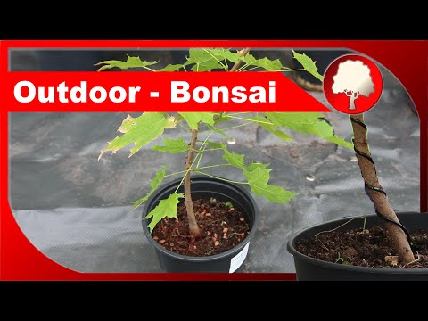 Outdoor-Bonsai - Ahorn, Walnuss, Ziersträucher als Mini-Bäume - Großstadtgärtnern